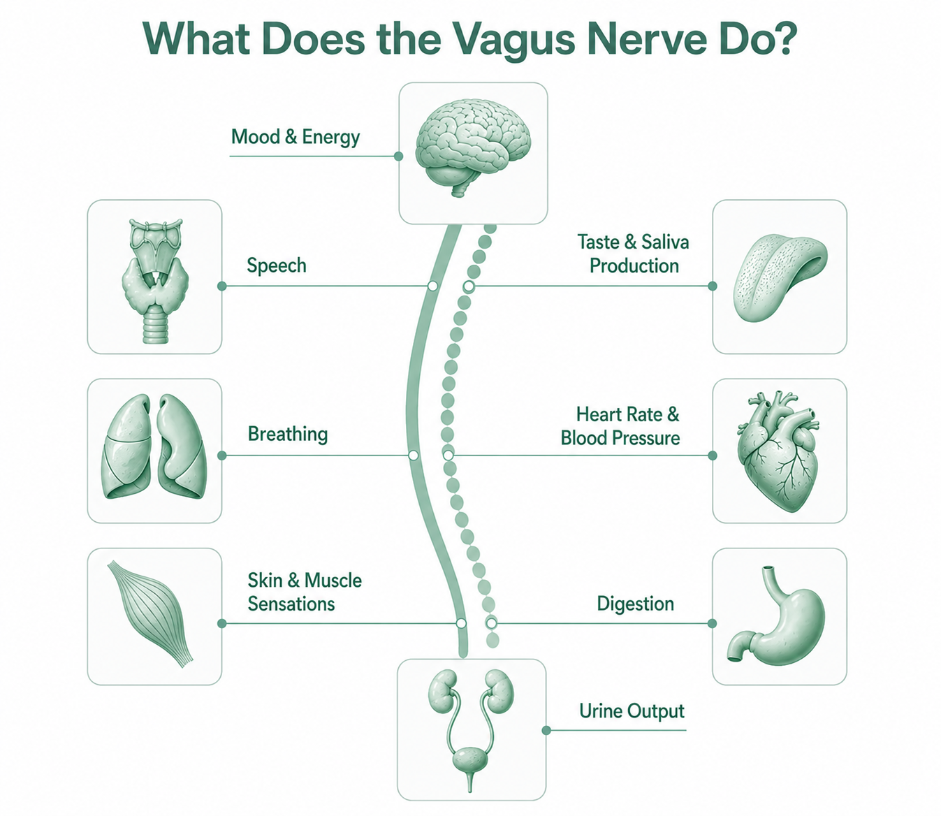 What Does the vagus Nerve do?